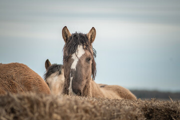 Beautiful thoroughbred horses at the stable in early spring.