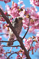 満開の河津桜の枝にとまるヒヨドリ