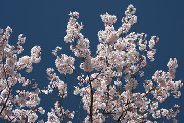 満開になった越の彼岸桜