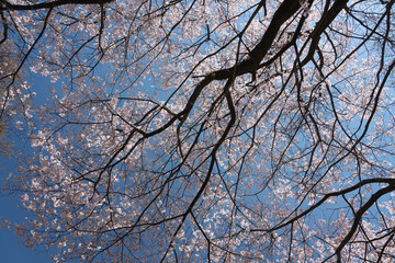 青空に映える越の彼岸桜