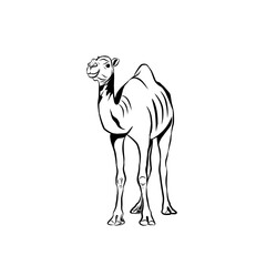 Fototapeta na wymiar Ilustration sketch camel
