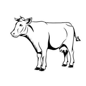 Sketch cow
