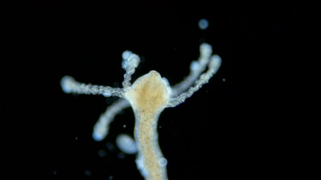 Freshwater Hydra, Hydrozoa and Infusoria Kerona polyporum, family Oxytrichidae, Trichodina under microscope. In video, they move around body of Hydra and are commensal.