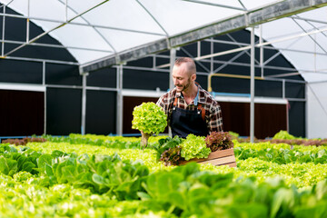 Agribusiness man smart farmer smiling and holding organic hydroponic vegetable in basket to...