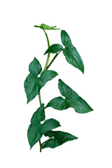 green ivy plant isolated