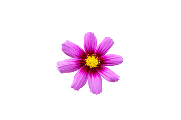 Single cosmos flower isolated