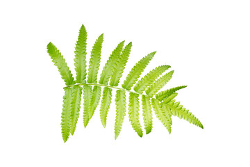 Fern plant isolated