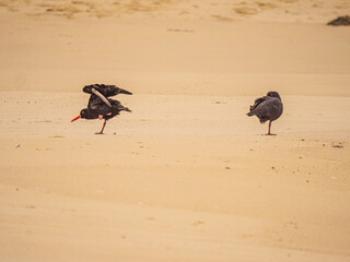 Comical Sooty Oyster Catchers