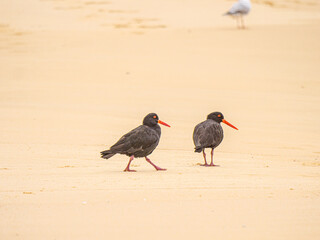 Sooty Oyster Catchers Look Right