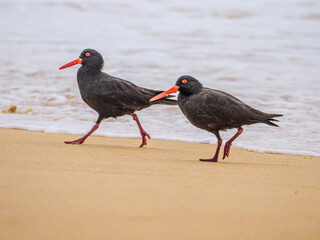 Striding Sooty Oyster Catchers