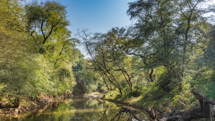 A calm river in the jungle. There are thickets of green trees on the banks, a fallen trunk. Blue sky. India. Ranthambore National Park.