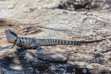 An Eastern Watern Dragon lizard on the beach in Manly, NSW, Australia