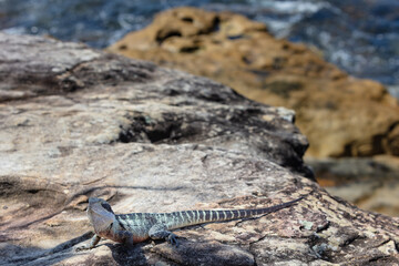 An Eastern Watern Dragon lizard on the beach in Manly, NSW, Australia