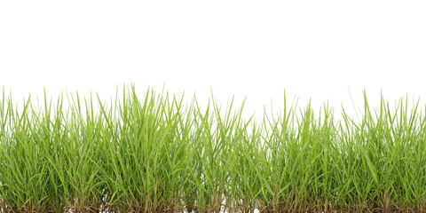 Fototapeta premium Cut out green grass field on transparent background, 3d render illustration.