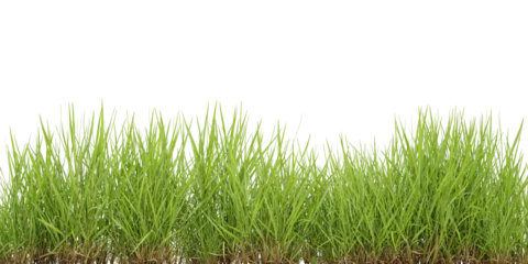 Fotobehang Cut out green grass field on transparent background, 3d render illustration. © Sandy
