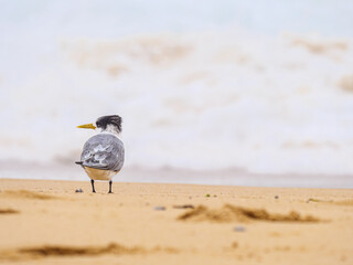 Tern Looks Left