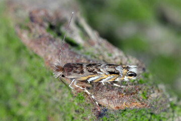 Leaf blotch miner moth (Macrosaccus robiniella). North American species, alien in Europe. The caterpillars mines, mining the leaves of the black locust tree (Robinia pseudoacacia).