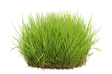 Nature fresh green grass on transparent background, 3d render illustration.
