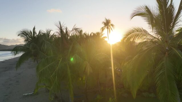 The sun emerges from behind a majestic palm tree, casting warm rays of light and creating a picturesque tropical scene.