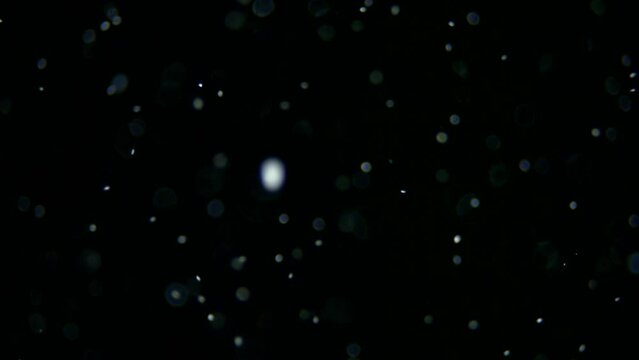 Movement of plankton in water under a microscope. Ciliates move quickly, similar to the movement of particles in the air.