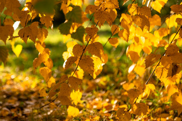 Naklejka na ściany i meble Autumn branches of birches with yellowed foliage on a warm autumn day