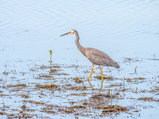 Grey Heron Standing In Water