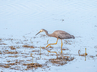 Grey Heron In Water