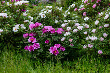 Tree peony , or Peony semi-shrub ( lat. Paeonia suffruticosa , Chinese traditional) in garden close up