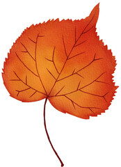 autumn leaf watercolor