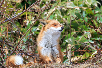 北海道夕張市、起きたばかりで寝ぼけた顔のキタキツネ【3月】