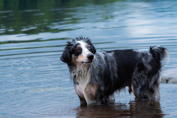 Muddy Paws and Happy Dog: Australian Shepherd Enjoying a Refreshing Dip in the Pond