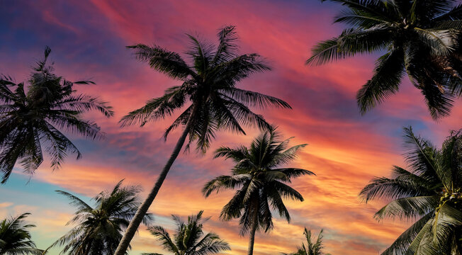 The holiday of Summer with colorful theme as palm trees -sunset scene background