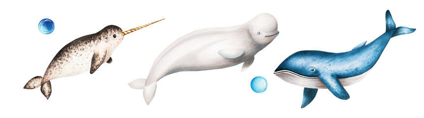 Watercolor narwhal with long tusk, blue whale and beluga isolated on white background. Hand painting realistic Arctic and Antarctic ocean mammals. For designers, decoration, postcards, wrapping paper