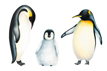 Watercolor king penguin family isolated on white background. Hand painting realistic Arctic and Antarctic ocean mammals. For designers, decoration, postcards, wrapping paper, scrapbooking, covers
