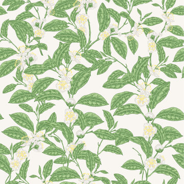 Seamless pattern Camellia sinensis plant. Green tea branches with leaves and flowers. Vector illustration.