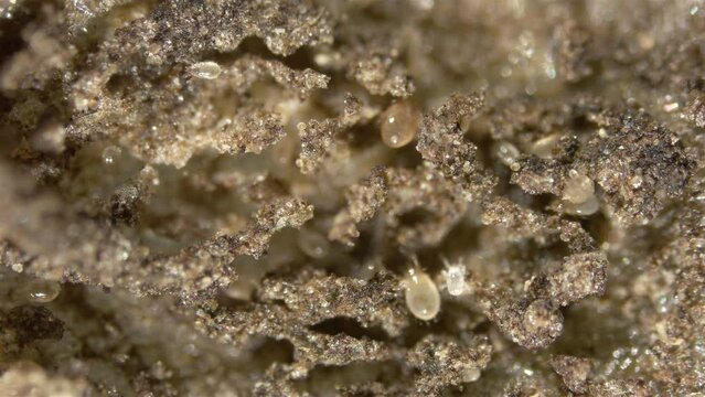 Colony soil mites family Acaridae and one Oribatida under a microscope. saprophages feed on rotten organic debris, mold.