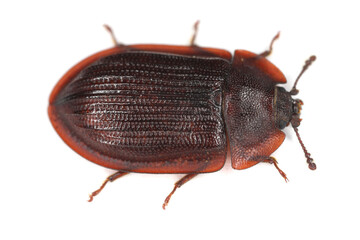 Bark-gnawing beetles (Trogossitidae), Ostoma, Peltis ferruginea. Beetle isolated on a white background.