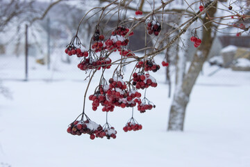 Close-up of a branch with frozen red viburnum berries in a winter garden
