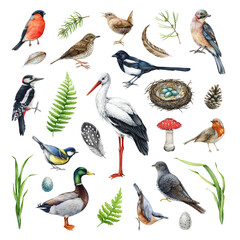 Forest birds natural elements watercolor set. Hand drawn various European bird collection. Stork, woodpecker, wren, duck, nest, fern, cuckoo, nuthatch images. Birds with natural elements collection