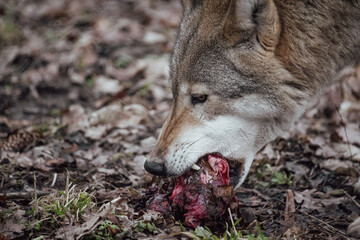 Grey wolf © Michal Kruk