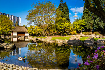 A male mallard duck swims in a pond with the famous Japanese tea house and TV tower in the...