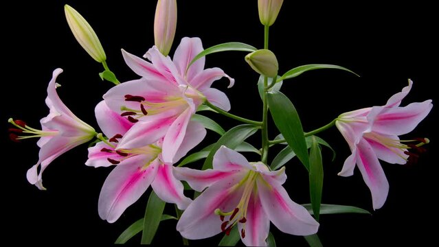 「花咲く図鑑」TimeLapse
&ldquo;Flowering picture book" TimeLapse
テーマ:  オリエンタルユリ フロンテラ　Oriental Lily Frontera）
