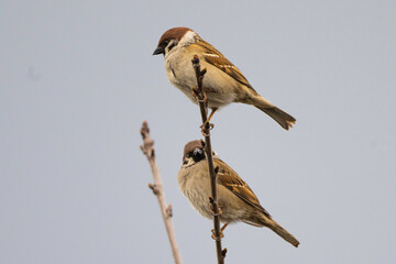 Tree sparrow