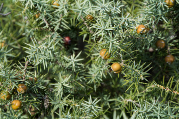 Branches and fruits of cade juniper (Juniperus oxycedrus)