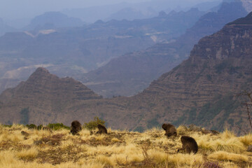 Fototapeta na wymiar Gelady endemic monkeys living in the mountains of Ethiopia