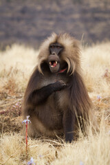 Gelady endemic monkeys living in the mountains of Ethiopia