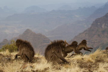 Gelady endemic monkeys living in the mountains of Ethiopia