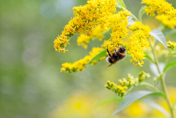 fluffy bumblebee collects nectar from  blooming yellow goldenrod flower