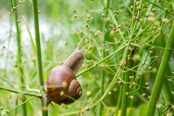  Garden snail crawls on grass stalk among green leaves summer  nature close up