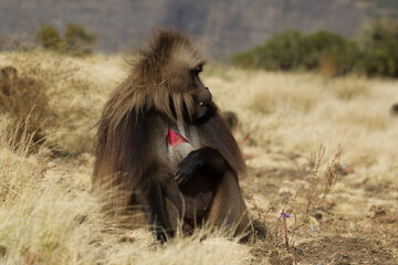 Gelady endemic monkeys living in the mountains of Ethiopia
